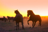 Wild Horses of the High Desert