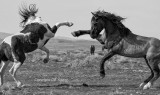 Wild Stallion Kung Fu.