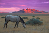 Desert and Mustang