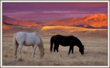 Black and white stallion with sunset 