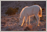 Cremello Colt.