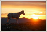 The Yearling.