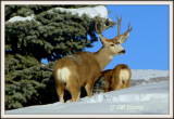 Mule deer, sky, pine and snow. 