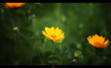 IMG_8684.jpg
