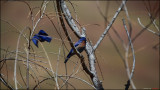 IMG_9764.jpg
