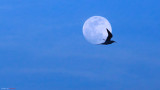 IMG_1001.jpg