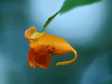 Jewelweed