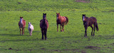 New Friends - Mule, Donkey and Horses  - Sonoma County, California