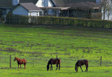 Horses - Sonoma County, California