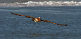 Pelican in Flight - Bodega Bay, California