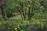 Wildflowers - Sonoma County - California