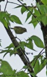 7332-Orange-crowned-Warbler