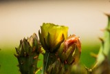 Cactus  Flower