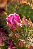 Duanes cactus garden