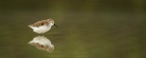 Bcasseau dAlaska -- Western Sandpiper