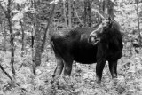 Orignal -- Moose