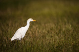 Hron garde-boeuf -- Cattle Egret