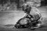 Macaques de Barbarie