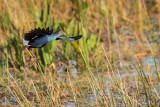 Talve  tte grise -- Grey-headed Swamphen