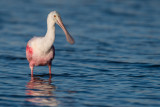 Spatule rose -- Roseate Spoonbill