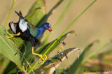 Talve violac  -- American Purple Gallinule