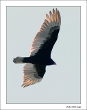 Urubu à tête rouge - Turkey Vulture