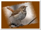 Grive solitaire - Hermit Thrush