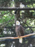 Grandfather Mountain 135.JPG