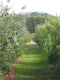 Apple Hill Orchard 035.JPG