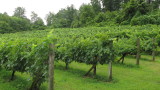 South Creek Winery 041.JPG