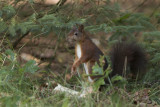 IMG_2738.jpg Rabbit Hill, nieuw Millingen