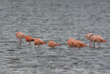 flamingo - Greater Flamingo - Phoenicopterus roseus