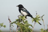 ekster - Magpie - Pica Pica