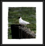 Black-headed gull Sat 12