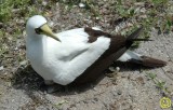 Masked booby Sat 6