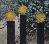 Sun Flowers by David Doyle.jpg