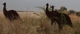 Emus by David Doyle.jpg