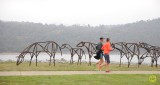 Waratah Brumbies by Tony Lemerle Sat 11