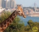 Where is this Giraffe Sun 24