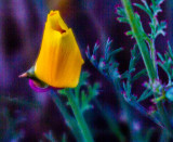 Cattle Point flower