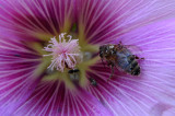 Bees caleidoscope