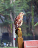 Red Shouldered Hawk in our yard