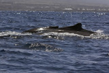 IMG_3070.jpg