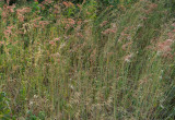 DSC08315.jpg