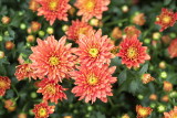 DSCF4781.jpg