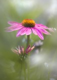 cone flower