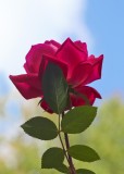 october rose