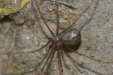 Hoplopholcus foscali (f)