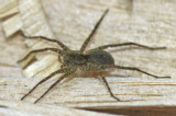 Pardosa amentata (f)