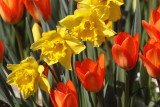 Daffodils and Tulips